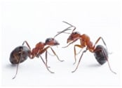 nuisibles fourmis